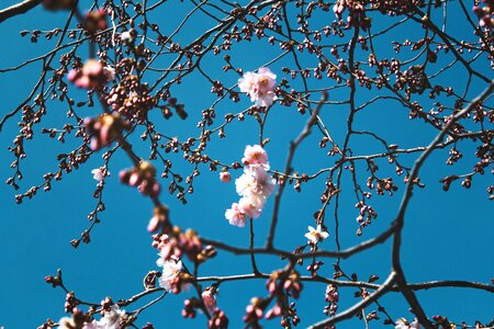 Branches stems stalk