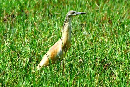 Heron squacco heron summer