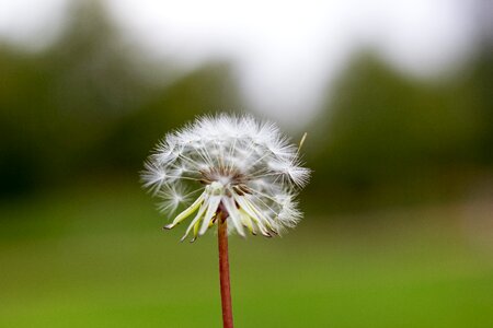 Dandelion autumn tico medina