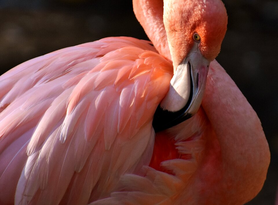Bird colorful tierpark hellabrunn