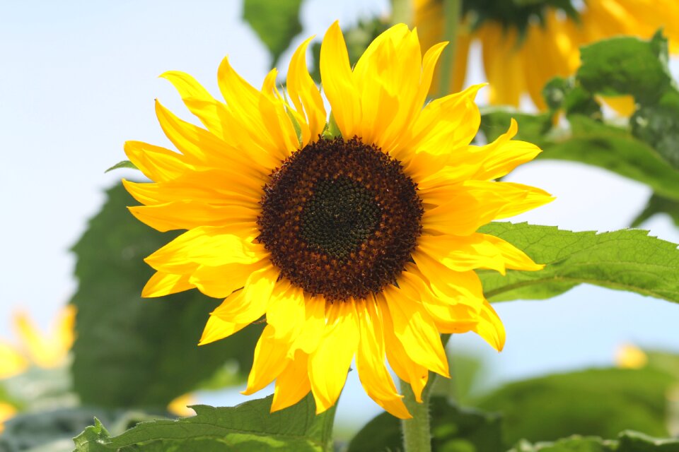 Leaf flower sunflower