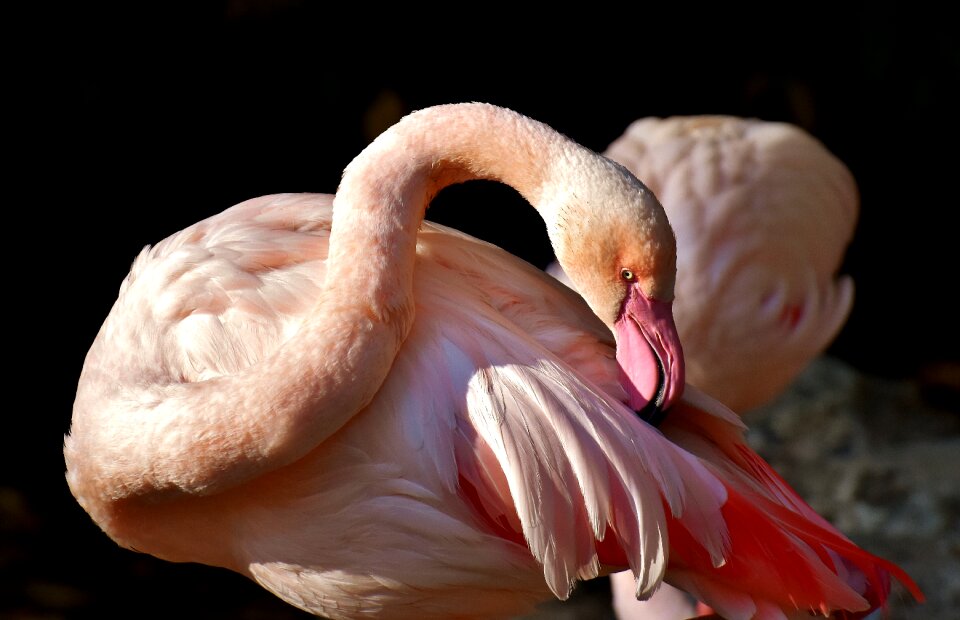 Bird colorful tierpark hellabrunn
