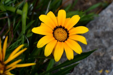 Plant summer flower photo