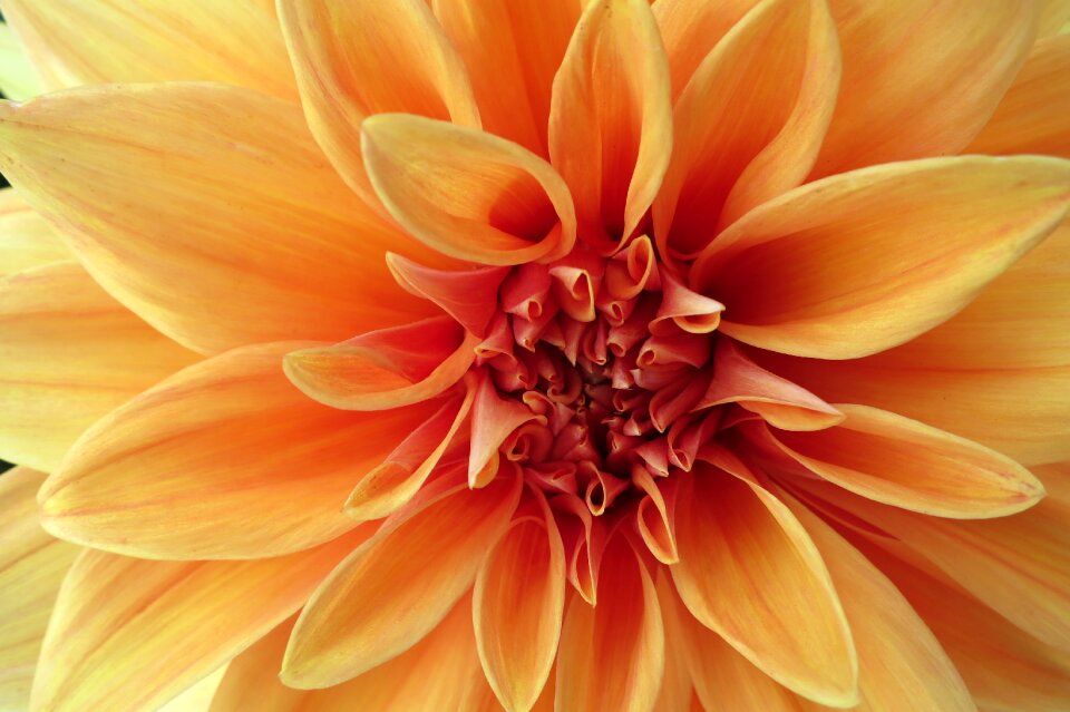 Dahlia yellow macro