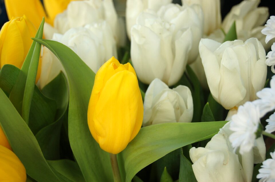 Yellow flowers floral petal