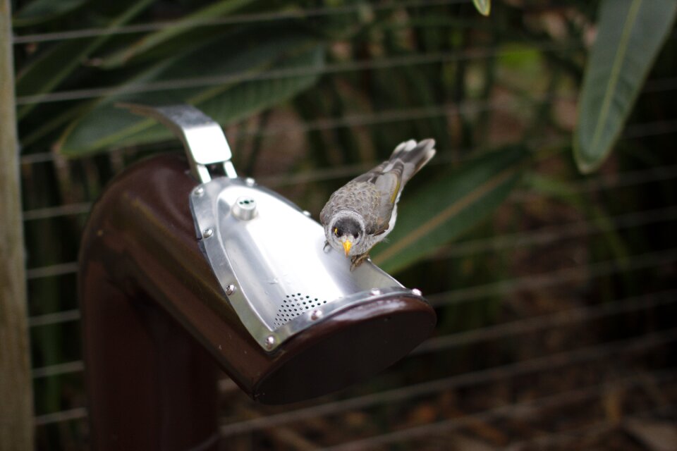 Wildlife bird animal