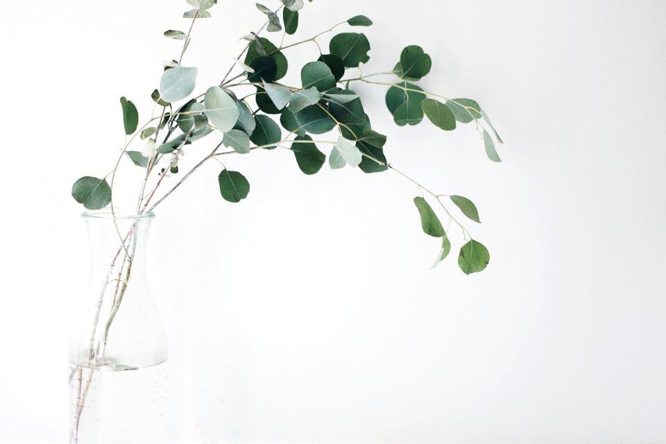 Plants vase branches