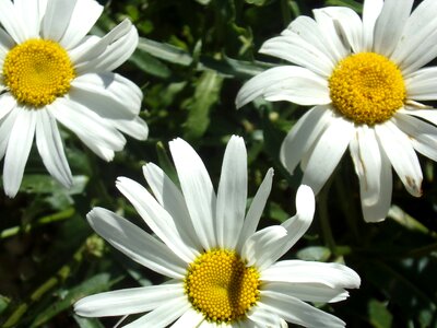 Nature garden petals