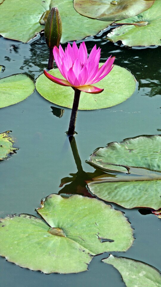 Flower pond garden