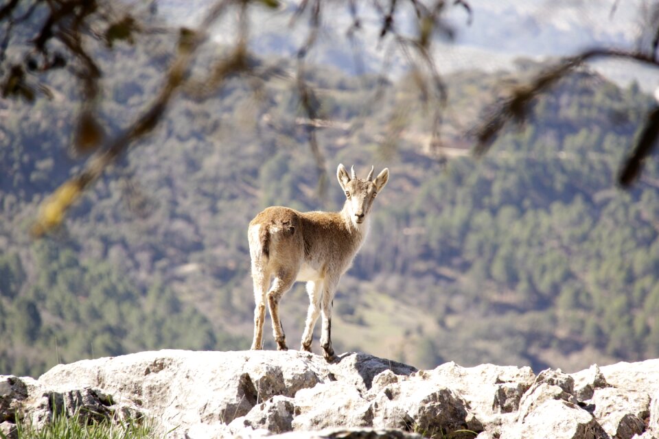 Cazorla nature sierra