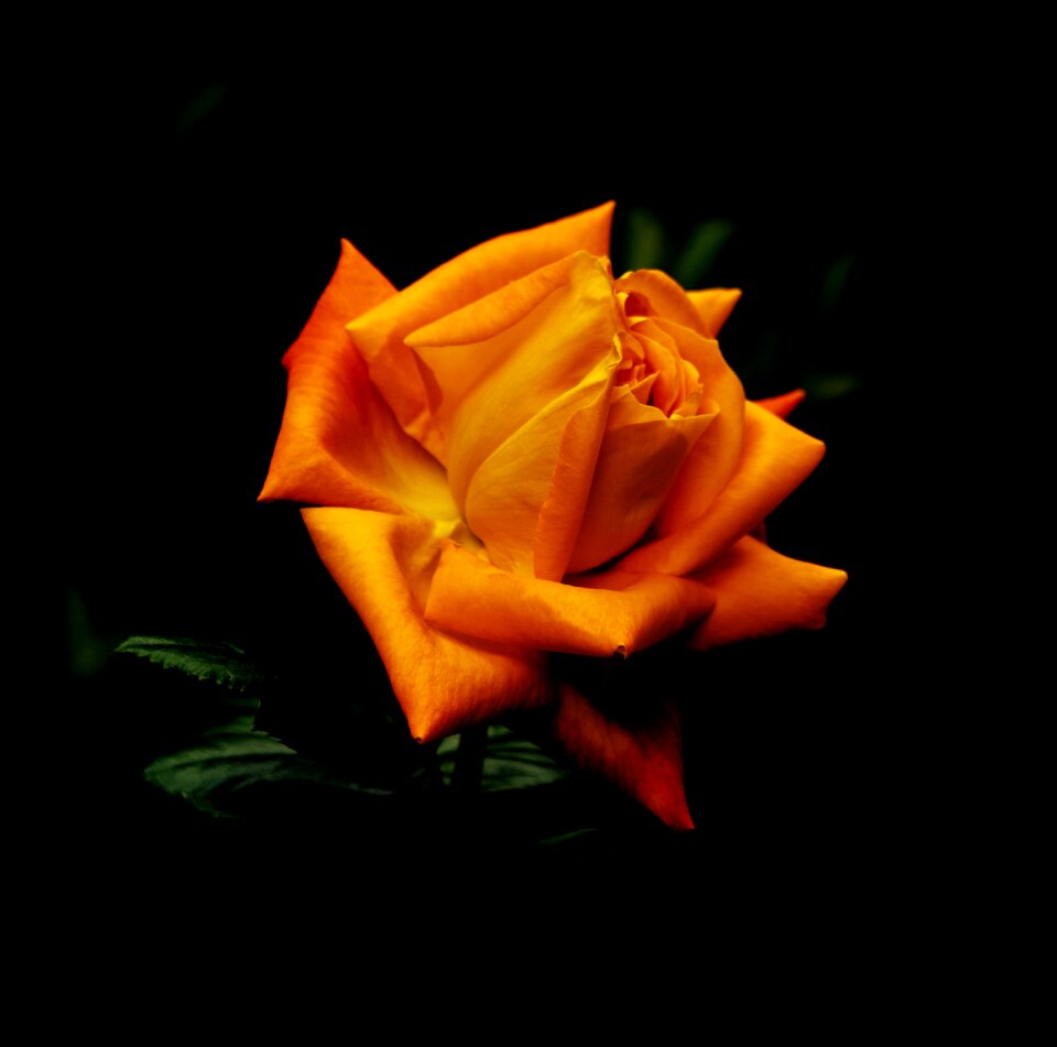 Flowers rosa orange