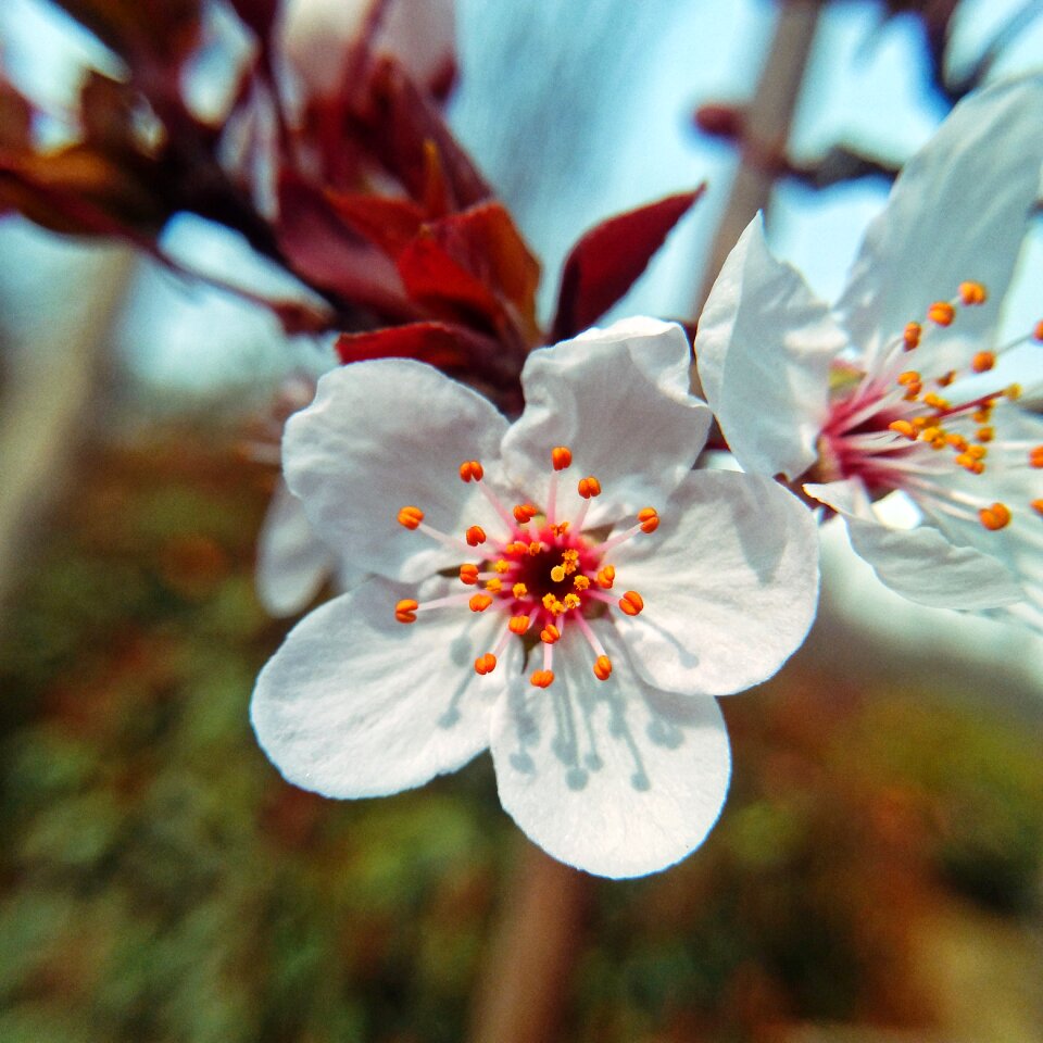 Nature branch peach blossom