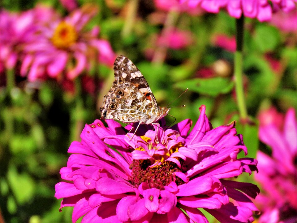 Pink garden butterfly