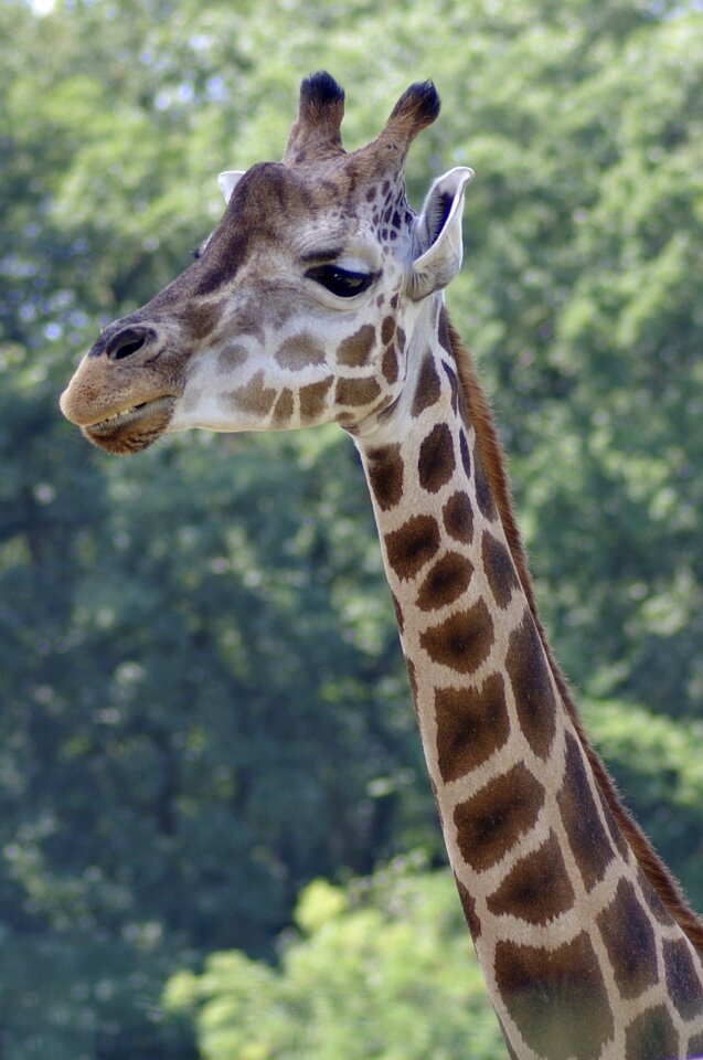 Mammal animal exotic