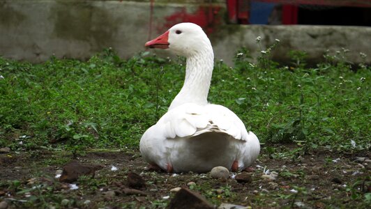 Duck outdoors armenia