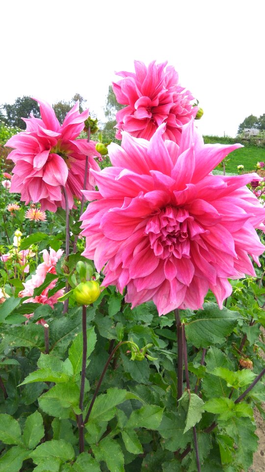 Garden plant dahlia flower pink