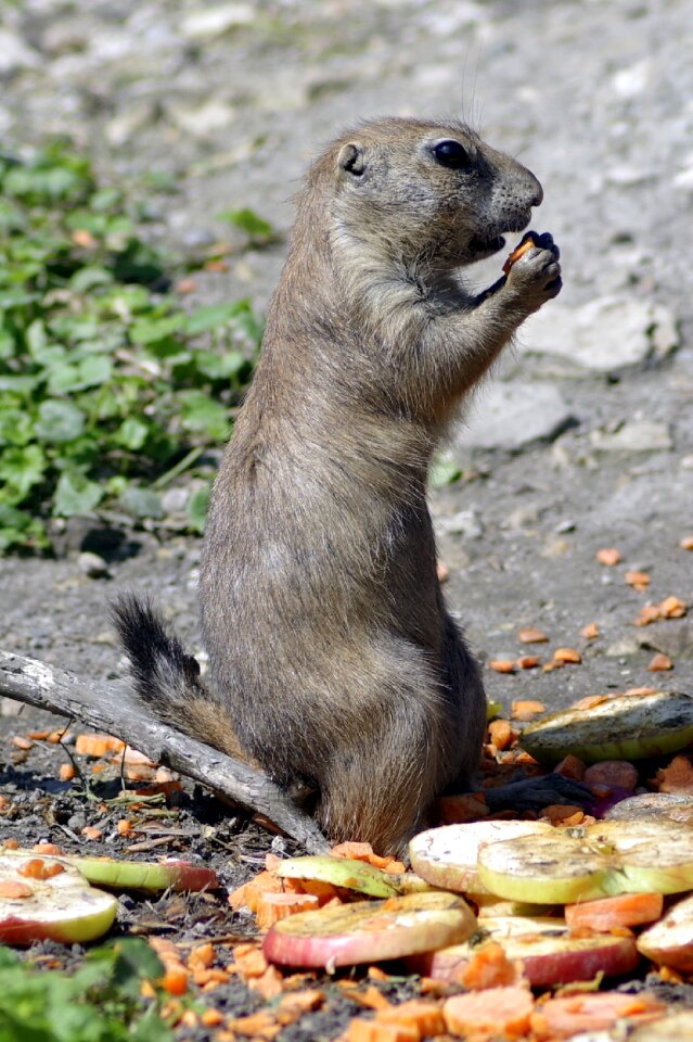 Animal mammal standing