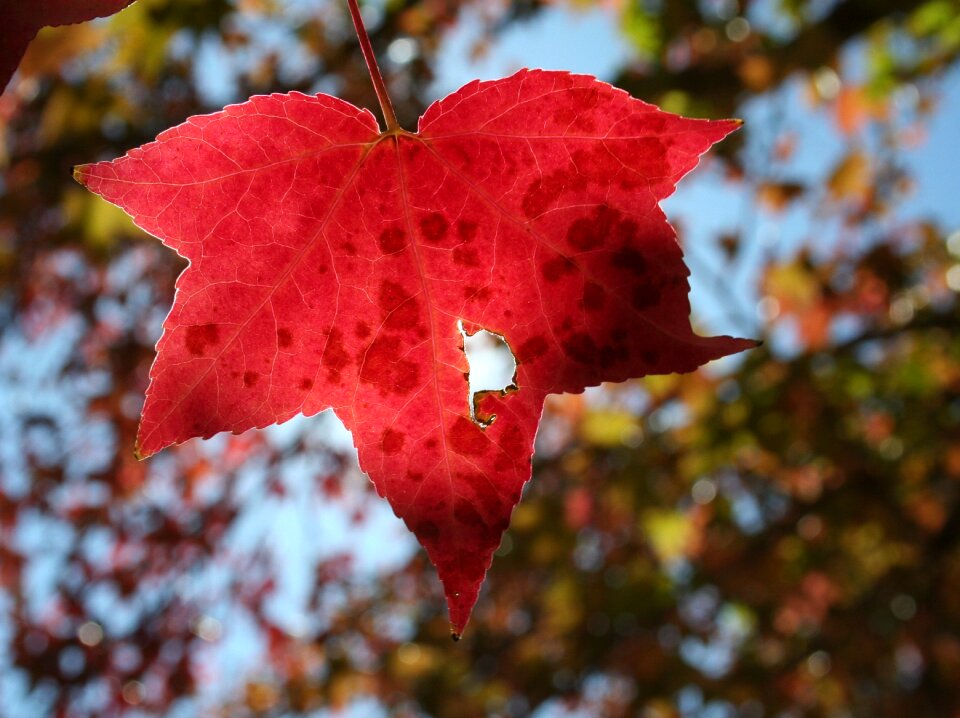 Red tree fall