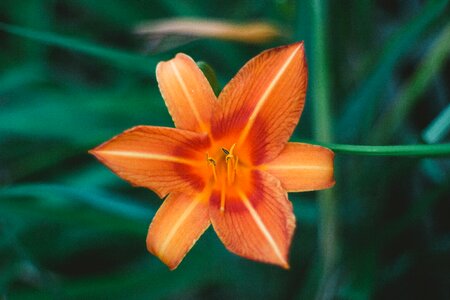 Plant outdoor garden photo