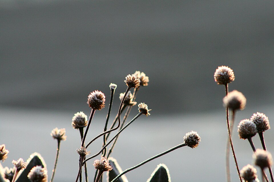Seeds winter frost