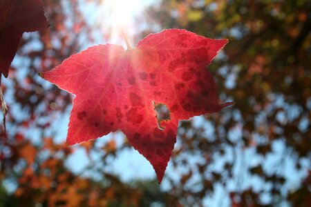 Red tree fall photo