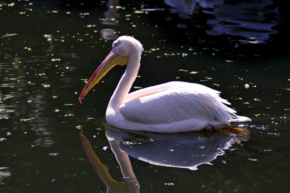 Water pond beak