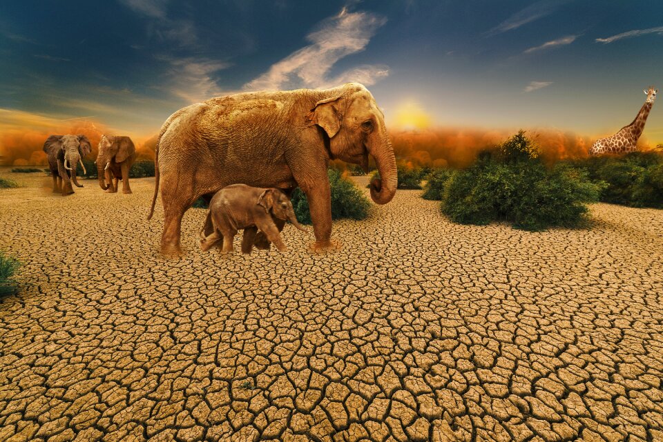 Sand desert nature
