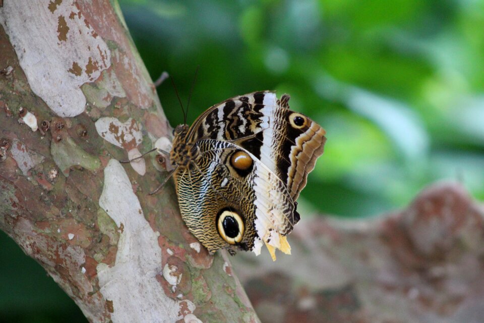 Outdoors insect butterfly
