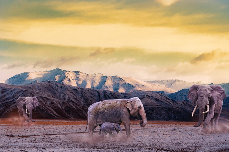 Animal animals landscape