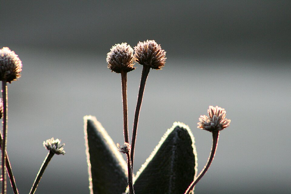Seeds winter frost