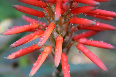 Rain drops cactus wet