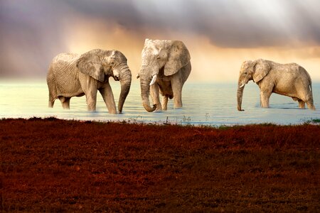 Animals herd family of elephants
