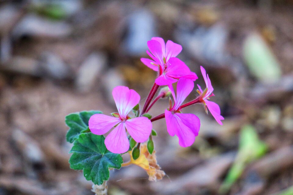 Pink red green natural