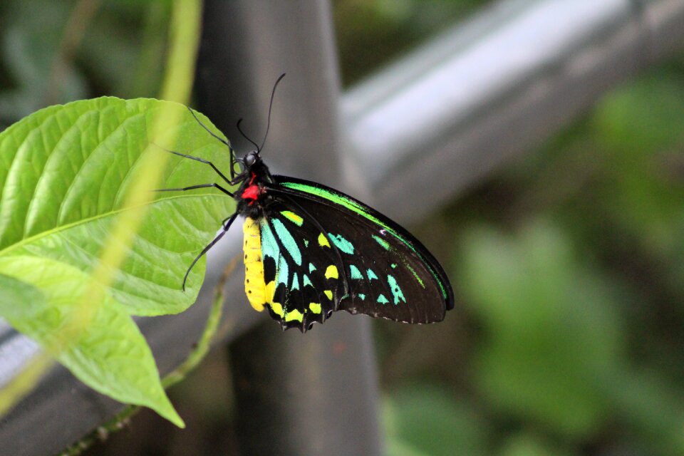 Outdoors wing wildlife