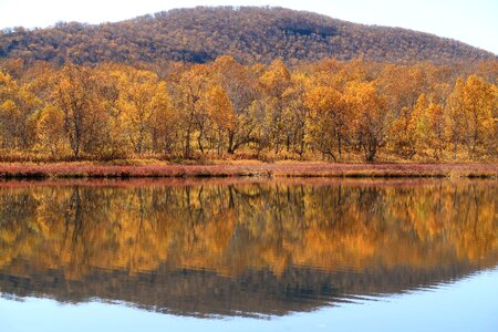 Reflection forest golden autumn