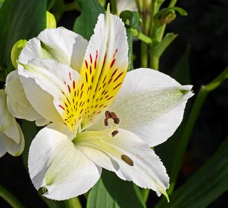 White petals flamed