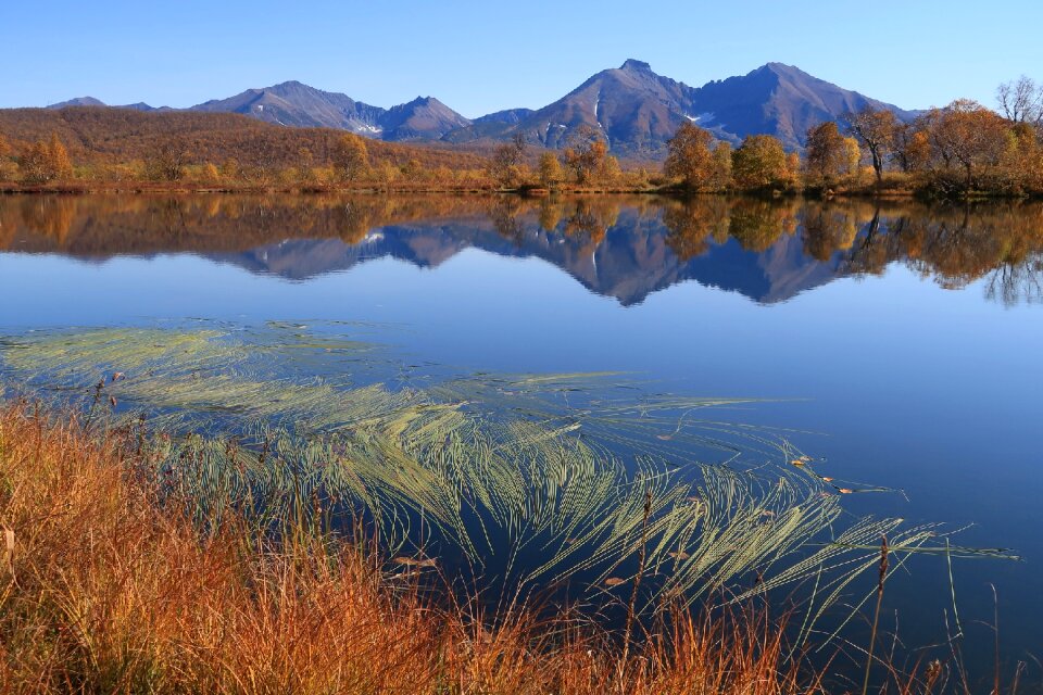 Reflection weed forest