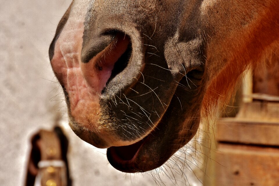 Funny close up animal