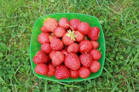 Summer berry closeup photo