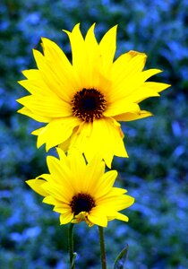 Nature petals country