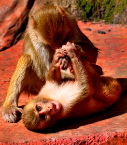 Fighting primate ape photo