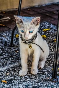 Kitten domestic eyes