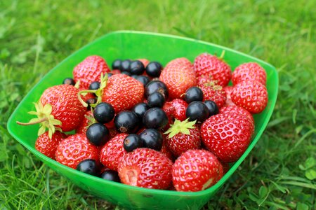 Garden summer berry