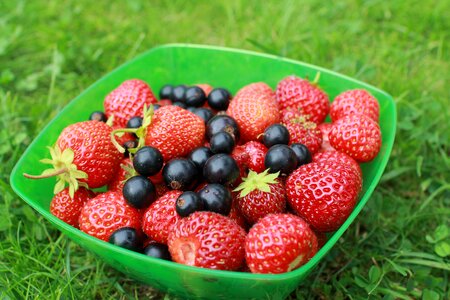 Garden summer berry photo