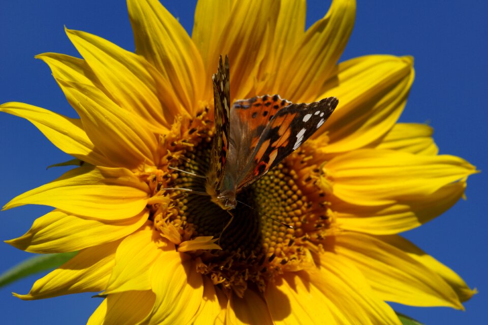 Painted lady butterfly sunflower