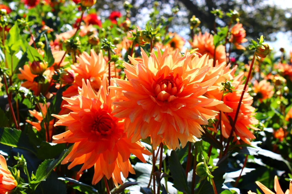 Bloom late summer plant