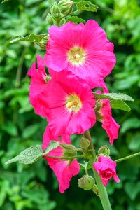 Garden summer stock rose photo