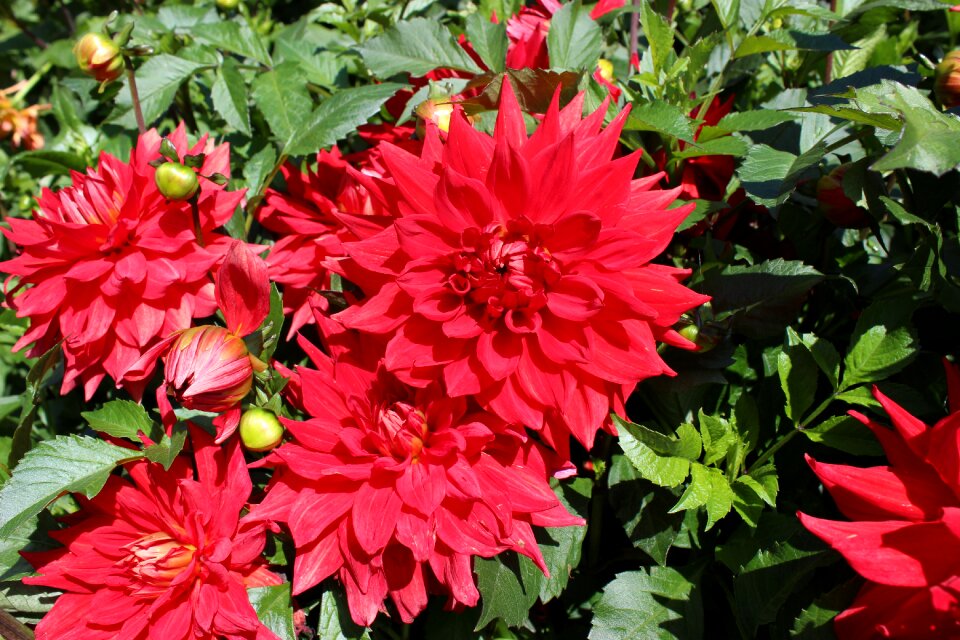 Blossom bloom late summer