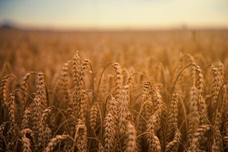 Field landscape cultures