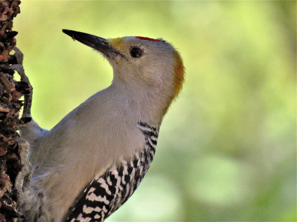 Woodpecker up close wildlife photo